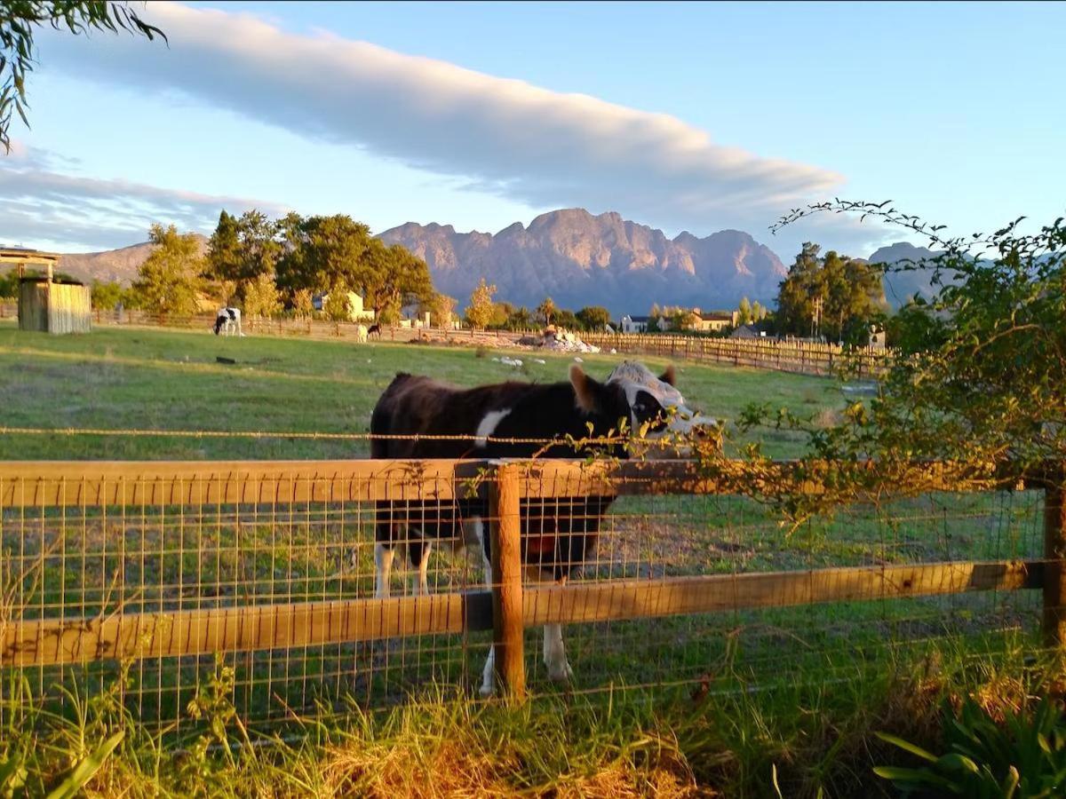 Olive And Vine Farm Cottage Franschhoek Ngoại thất bức ảnh